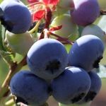 Голубика Блюкроп: описание сорта и особенности выращивания