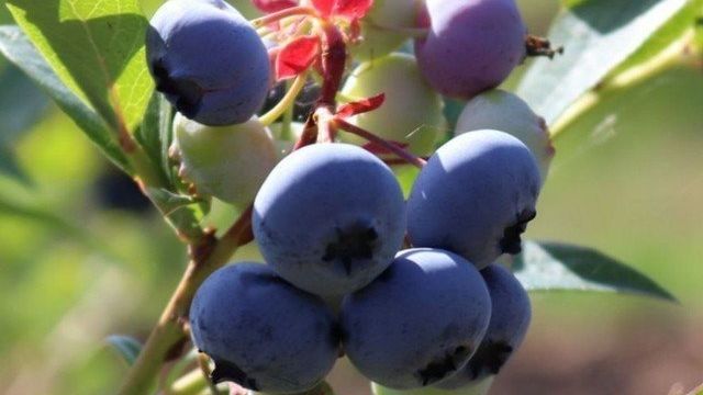 Голубика Блюкроп: описание сорта и особенности выращивания