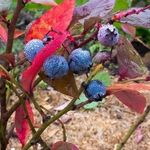 От чего на голубике краснеют листья и как вылечить ягодник?