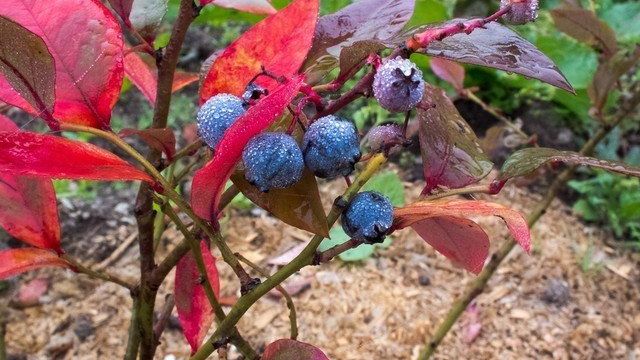Почему краснеют листья на голубике и как вылечить ягодник