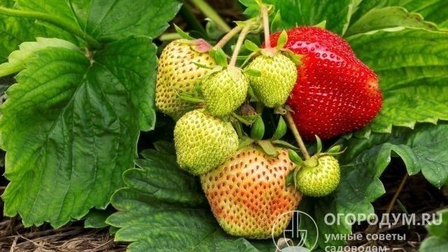 О клубнике Вима Ксима: описание сорта, агротехника посадки и выращивания
