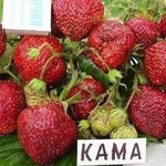 Описание и характеристики клубники сорта Кама, выращивание и уход