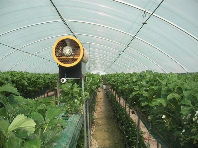 Выращивание клубники в теплице круглый год технология