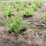 Черный крыжовник — выращивание в домашних условиях