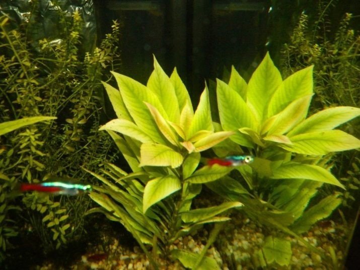 Синема аквариумное растение