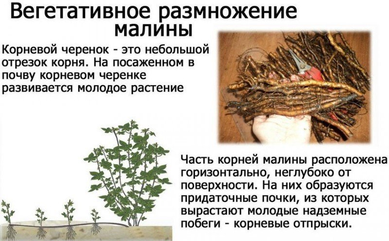 Вегетативное размножение корневыми черенками