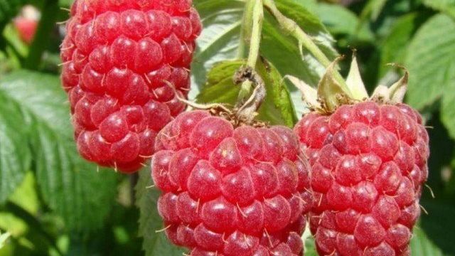 Ремонтантная малина российской селекции Журавлик (Rubus Zhuravlik)