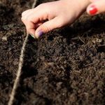 Как посадить, вырастить и ухаживать за смородиной из семян в домашних условиях
