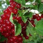 Смородина красная и белая: особенности выращивания и ухода, сорта