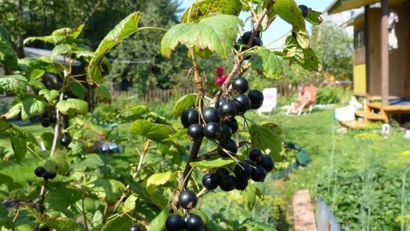 Чёрная смородина сорт виноградная
