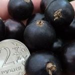 Сорт черной смородины Обыкновенное чудо: особенности, правила посадки, ухода и размножения