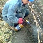 Чем обрабатывать виноград на зиму. Осенняя обработка и опрыскивание винограда