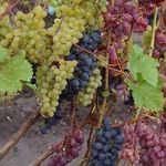 Чем укрывают саженцы винограда зимой
