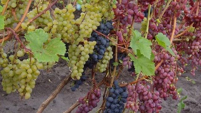 Чем укрывают саженцы винограда зимой