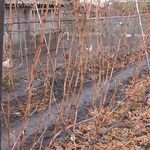 Черенкование винограда осенью: правила заготовки черенков в домашних условиях