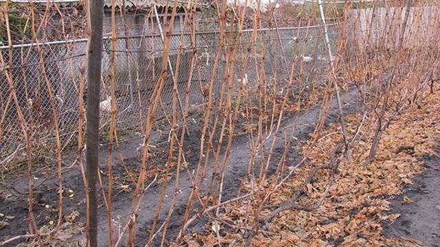 Как размножать виноград черенками осенью