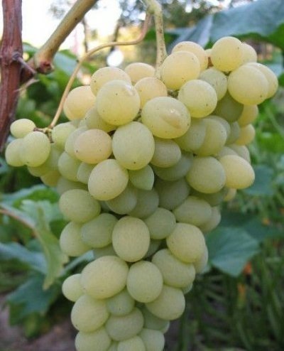 Сорт винограда галахад
