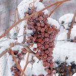 Как и чем укрывать виноград на зиму в разных регионах России