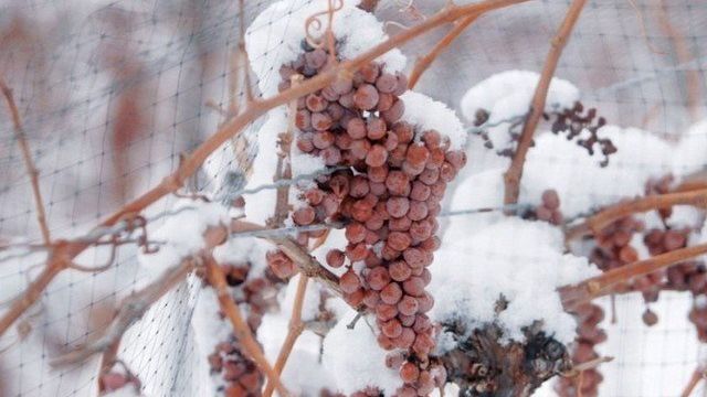 Как и чем укрывать виноград на зиму в разных регионах России
