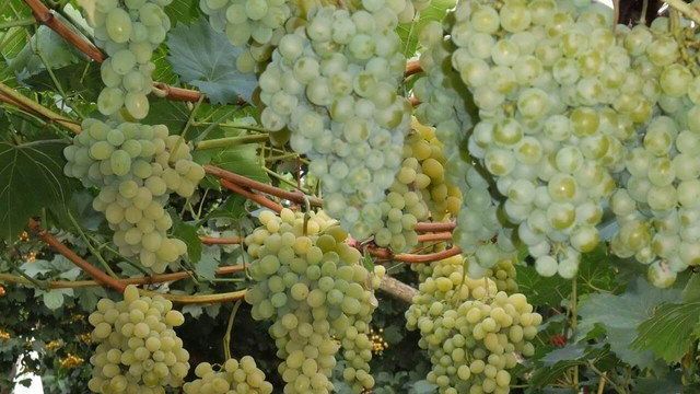 Как вырастить виноград Сенека у себя на приусадебном участке
