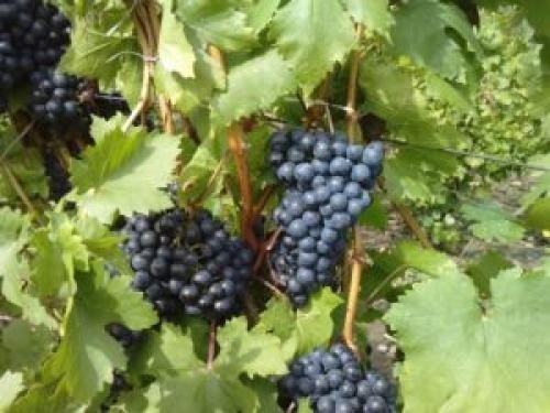 Молдавские сорта винограда. Виноград «Молдова», описание сорта 04