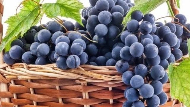 Молдавские сорта винограда. Виноград «Молдова», описание сорта