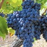 Описание и характеристики сорта винограда Санджовезе, выращивание и уход