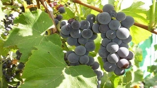 Осенняя обрезка винограда изабелла в подмосковье