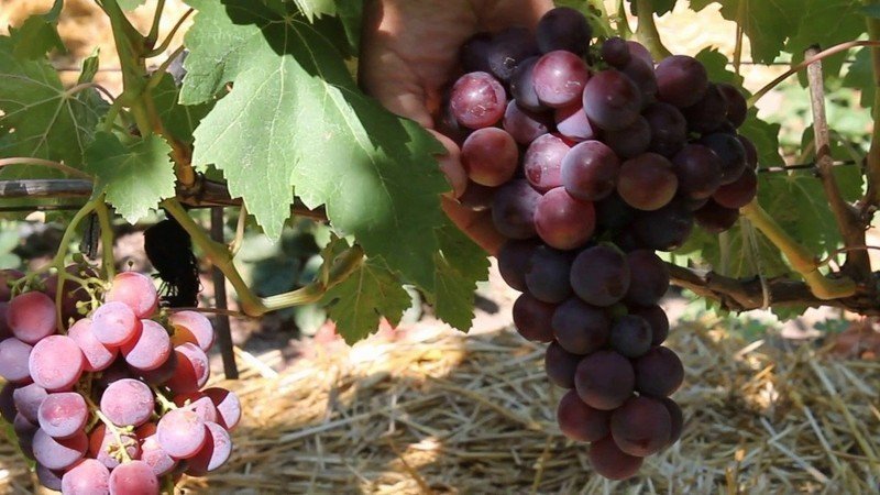 Виноград каталония