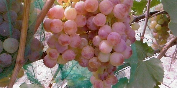 Виноград сорт тасон