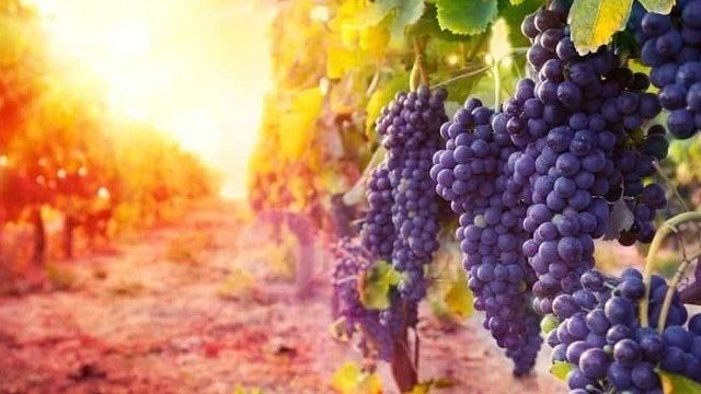 Разведение винограда черенками