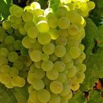Шардоне (Chardonnay) – классический сорт белого винограда