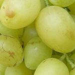 Сорт винограда Ландыш — описание, отличительные черты, качество урожая