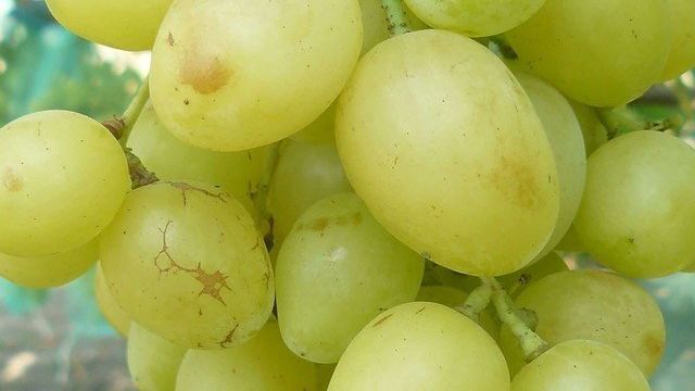 Сорт винограда Ландыш — описание, особенности, преимущества, уход и сбор урожая