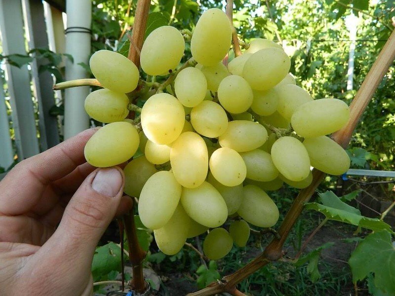 Сорт винограда ландыш