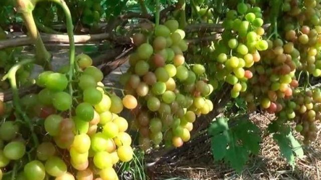 Виноград Ливия: описание и характеристика сорта