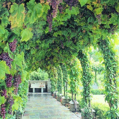 Виноградная лоза арка