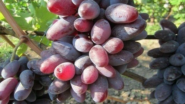 Виноград «Байконур»: описание сорта, фото и отзывы