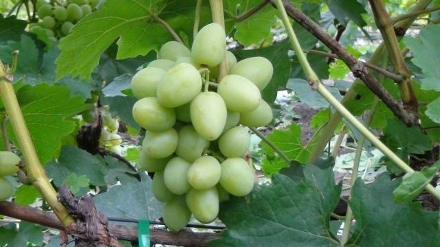 Сорт винограда гордей
