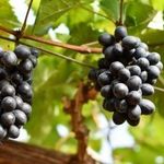 Виноград «Гала»: гибридная форма для северных районов