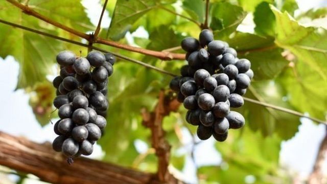 Виноград «Гала»: гибридная форма для северных районов