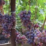 Виноград Низина: описание сорта, фото и видео, отзывы