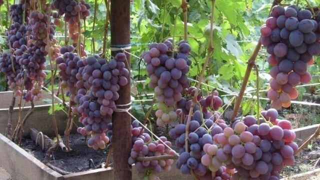 Виноград Низина: описание сорта, фото, отзывы