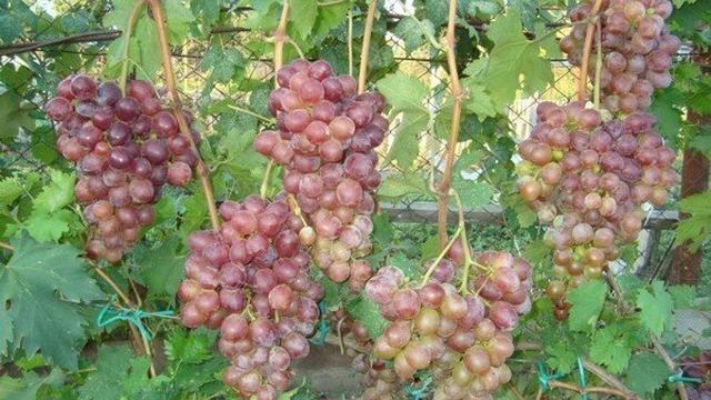 Виноград Низина: правила посадки растения, описание, фото, отзывы