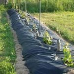 Виноград в теплице: особенности посадки, выращивания и уход