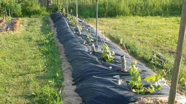 Как выращивать виноград в теплице
