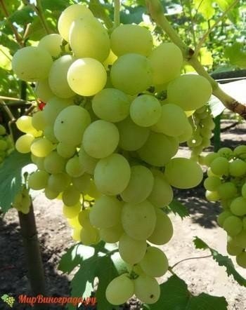 Виноград плодовый галахад