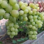 Выращивание винограда в средней полосе