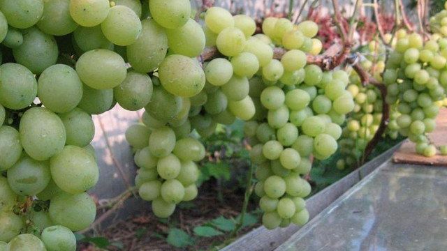 Выращивание винограда в средней полосе для начинающих