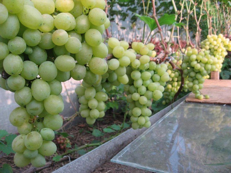 Виноград в средней полосе